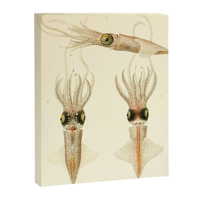 Art by Friedrich Wilhelm Winter from "Cephalopod Atlas" by Carl Chun, 1910 (benefitting Greenpeace) Canvas Print Gallery Image 1