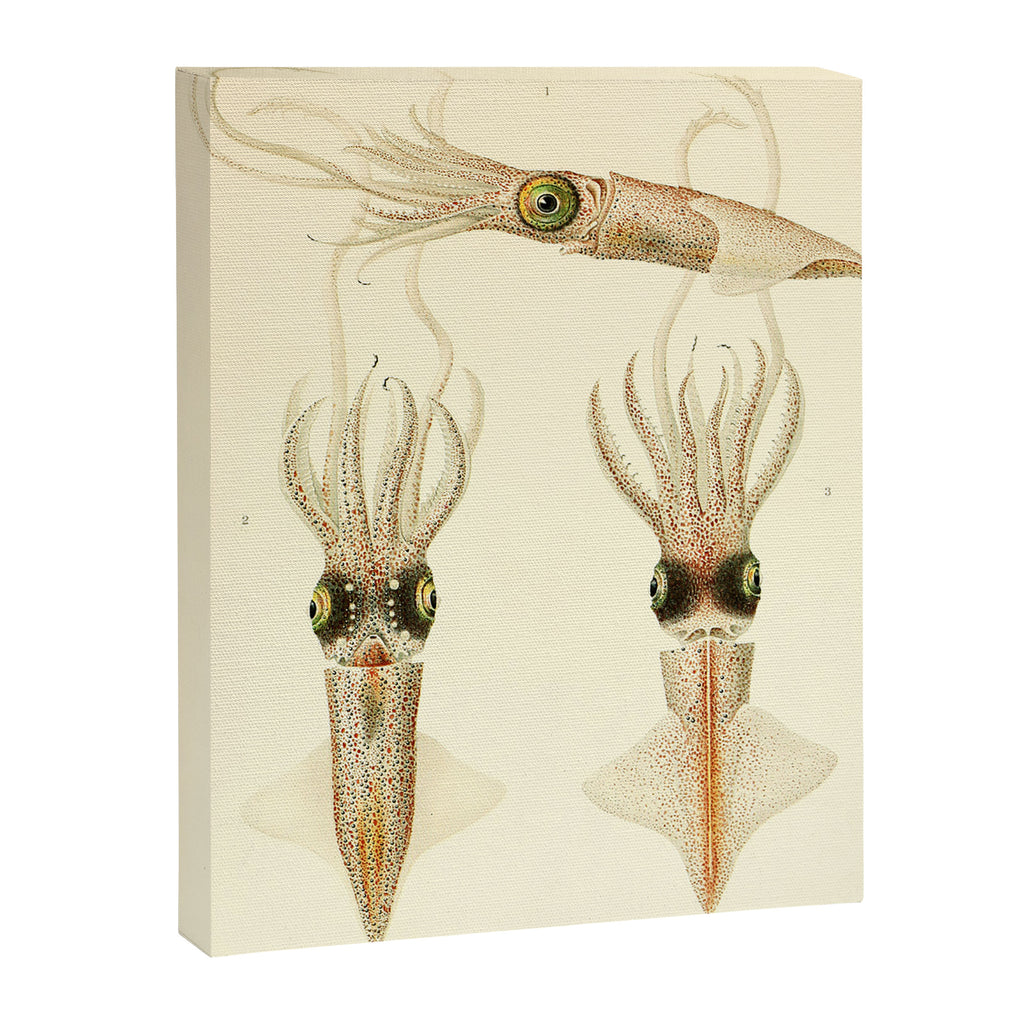 Art by Friedrich Wilhelm Winter from "Cephalopod Atlas" by Carl Chun, 1910 (benefitting Greenpeace) Canvas Print Gallery Image 6