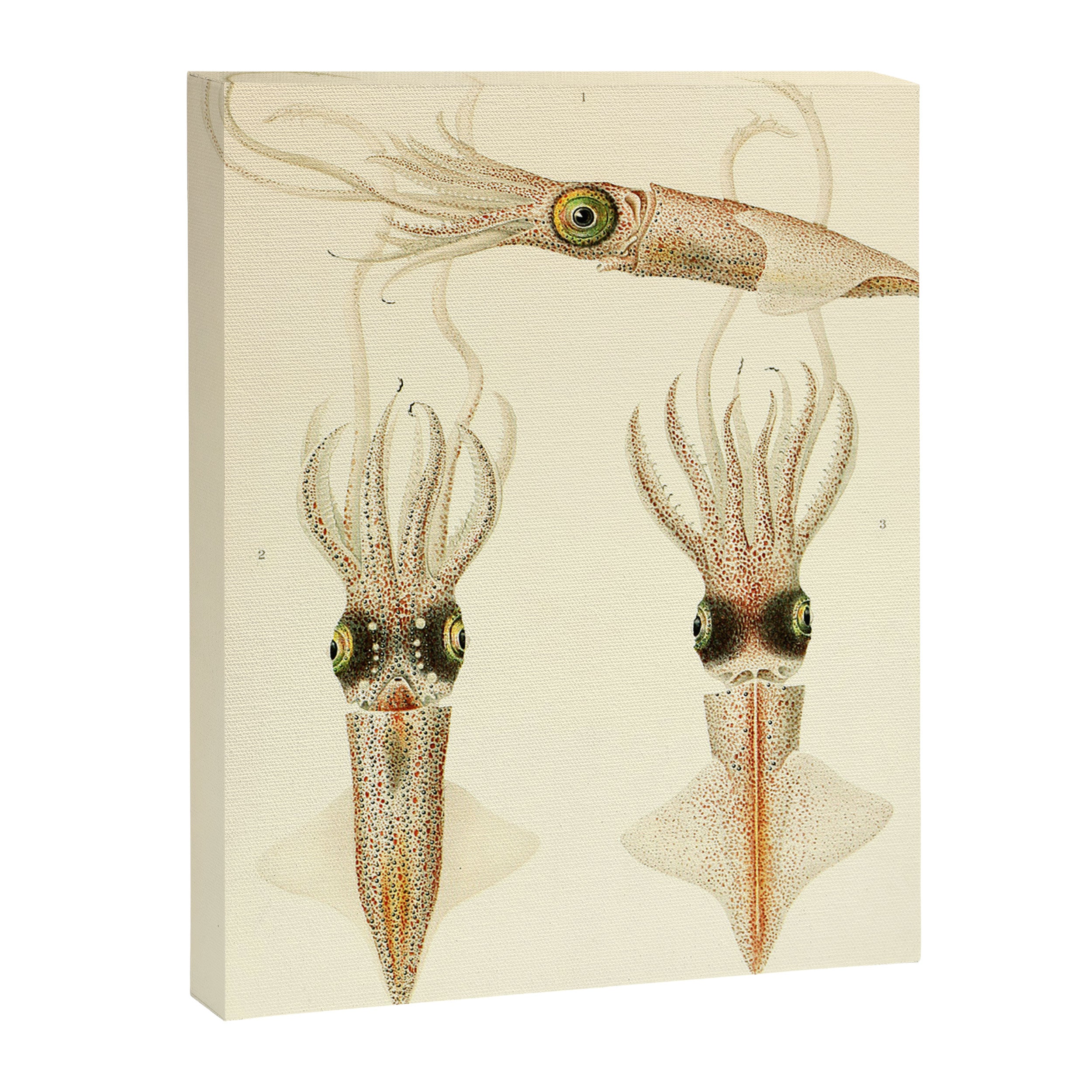 Art by Friedrich Wilhelm Winter from "Cephalopod Atlas" by Carl Chun, 1910 (benefitting Greenpeace) Canvas Print Gallery Image 6