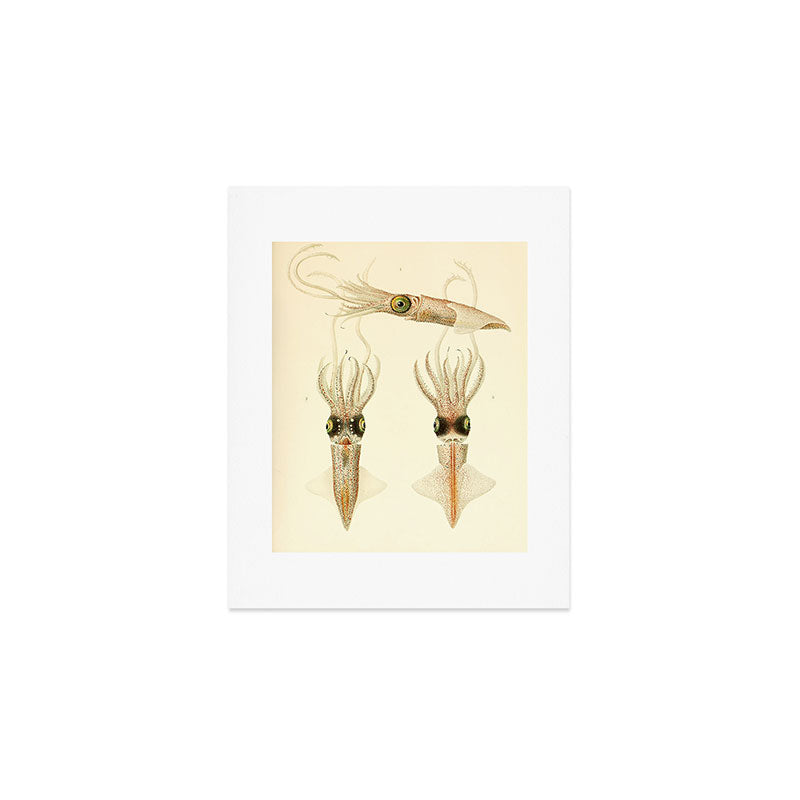 Art by Friedrich Wilhelm Winter from "Cephalopod Atlas" by Carl Chun, 1910 (benefitting Greenpeace) Art Print Gallery Image 1