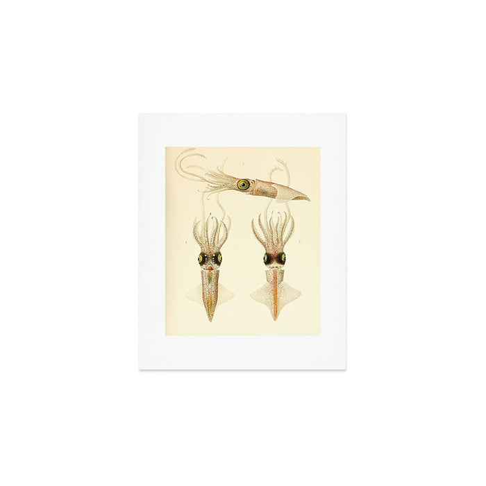Art by Friedrich Wilhelm Winter from "Cephalopod Atlas" by Carl Chun, 1910 (benefitting Greenpeace) Art Print Gallery Image 1