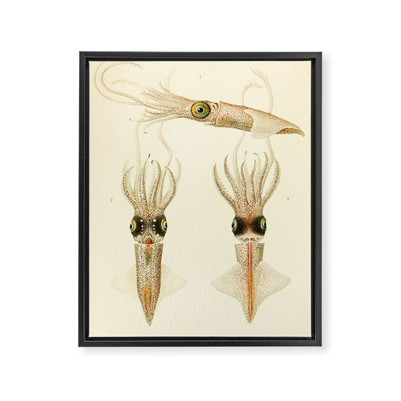 Art by Friedrich Wilhelm Winter from "Cephalopod Atlas" by Carl Chun, 1910 (benefitting Greenpeace) Framed Canvas Print Gallery Image 6