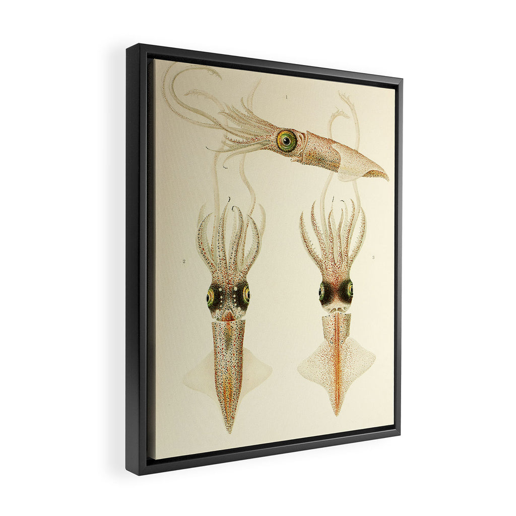 Art by Friedrich Wilhelm Winter from "Cephalopod Atlas" by Carl Chun, 1910 (benefitting Greenpeace) Framed Canvas Print Gallery Image 2