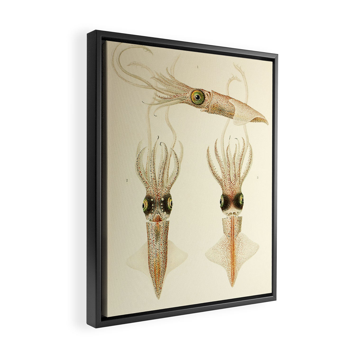 Art by Friedrich Wilhelm Winter from "Cephalopod Atlas" by Carl Chun, 1910 (benefitting Greenpeace) Framed Canvas Print Gallery Image 2