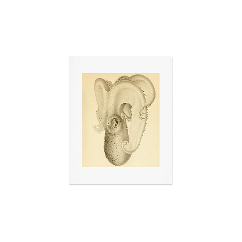 Art by Friedrich Wilhelm Winter from "Cephalopod Atlas" by Carl Chun, 1910 (benefitting Greenpeace) Art Print Gallery Image 1
