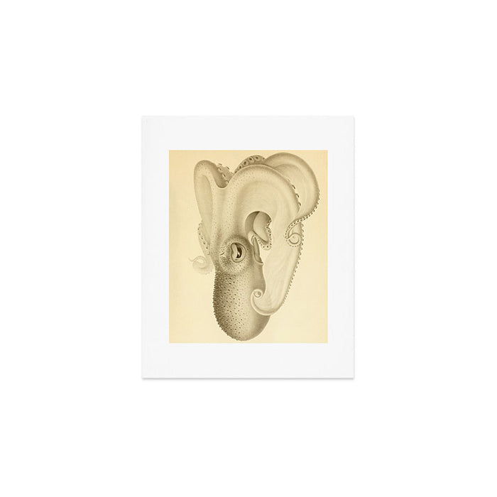 Art by Friedrich Wilhelm Winter from "Cephalopod Atlas" by Carl Chun, 1910 (benefitting Greenpeace) Art Print Gallery Image 1
