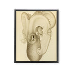 Art by Friedrich Wilhelm Winter from "Cephalopod Atlas" by Carl Chun, 1910 (benefitting Greenpeace) Framed Canvas Print Gallery Image 6