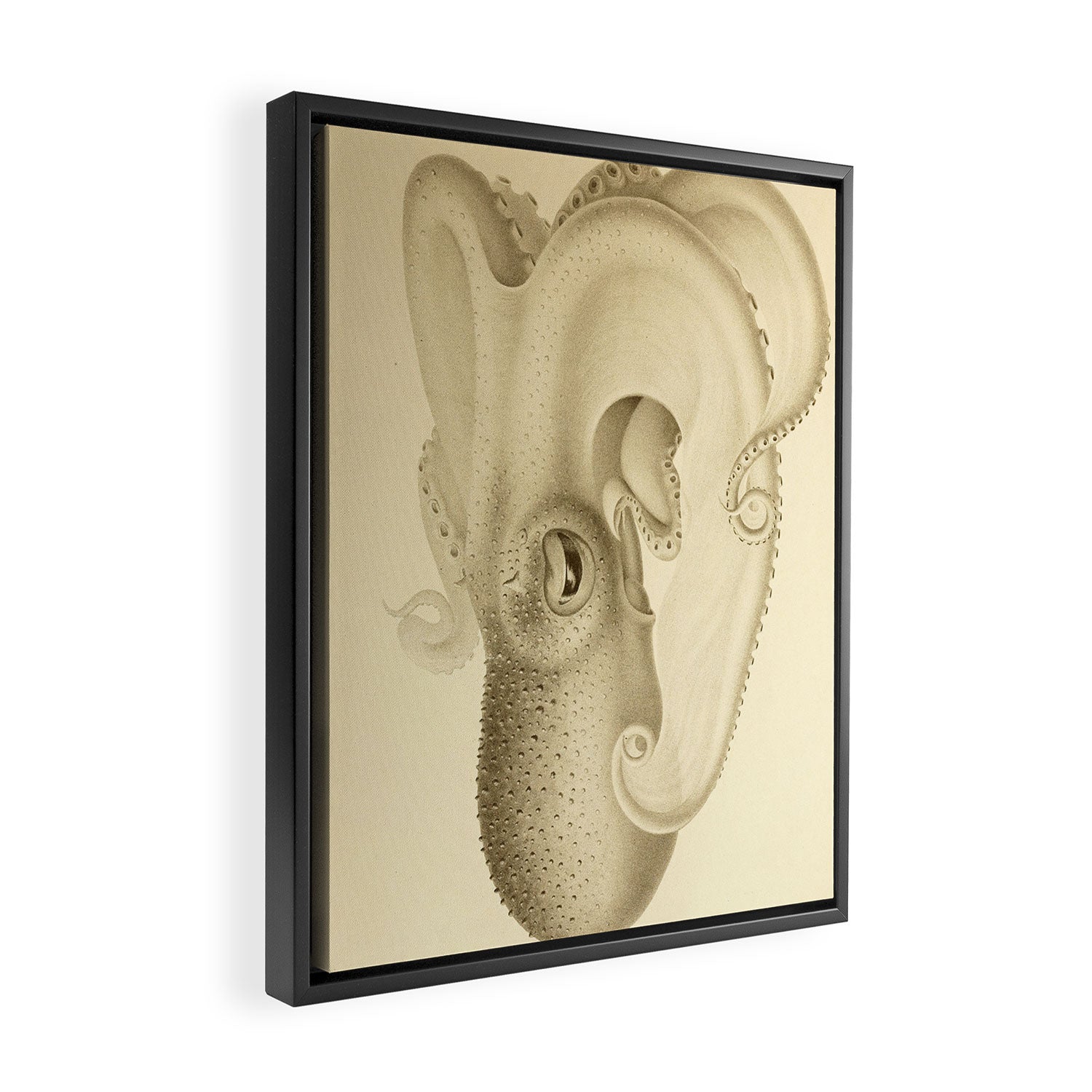 Art by Friedrich Wilhelm Winter from "Cephalopod Atlas" by Carl Chun, 1910 (benefitting Greenpeace) Framed Canvas Print Gallery Image 2