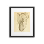 Art by Friedrich Wilhelm Winter from "Cephalopod Atlas" by Carl Chun, 1910 (benefitting Greenpeace) Framed Art Print Gallery Image 5