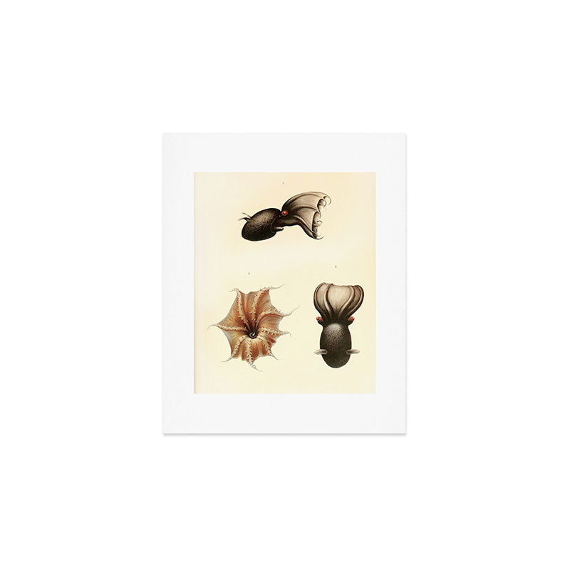 Art by Friedrich Wilhelm Winter from "Cephalopod Atlas" by Carl Chun, 1910 (benefitting Greenpeace) Art Print Gallery Image 1