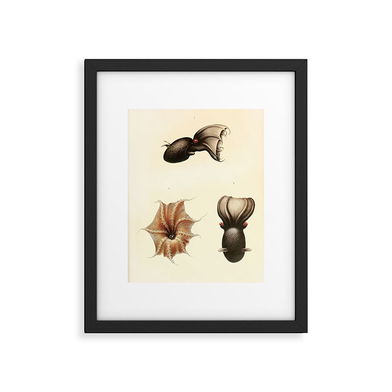 Art by Friedrich Wilhelm Winter from "Cephalopod Atlas" by Carl Chun, 1910 (benefitting Greenpeace) Framed Art Print Gallery Image 5