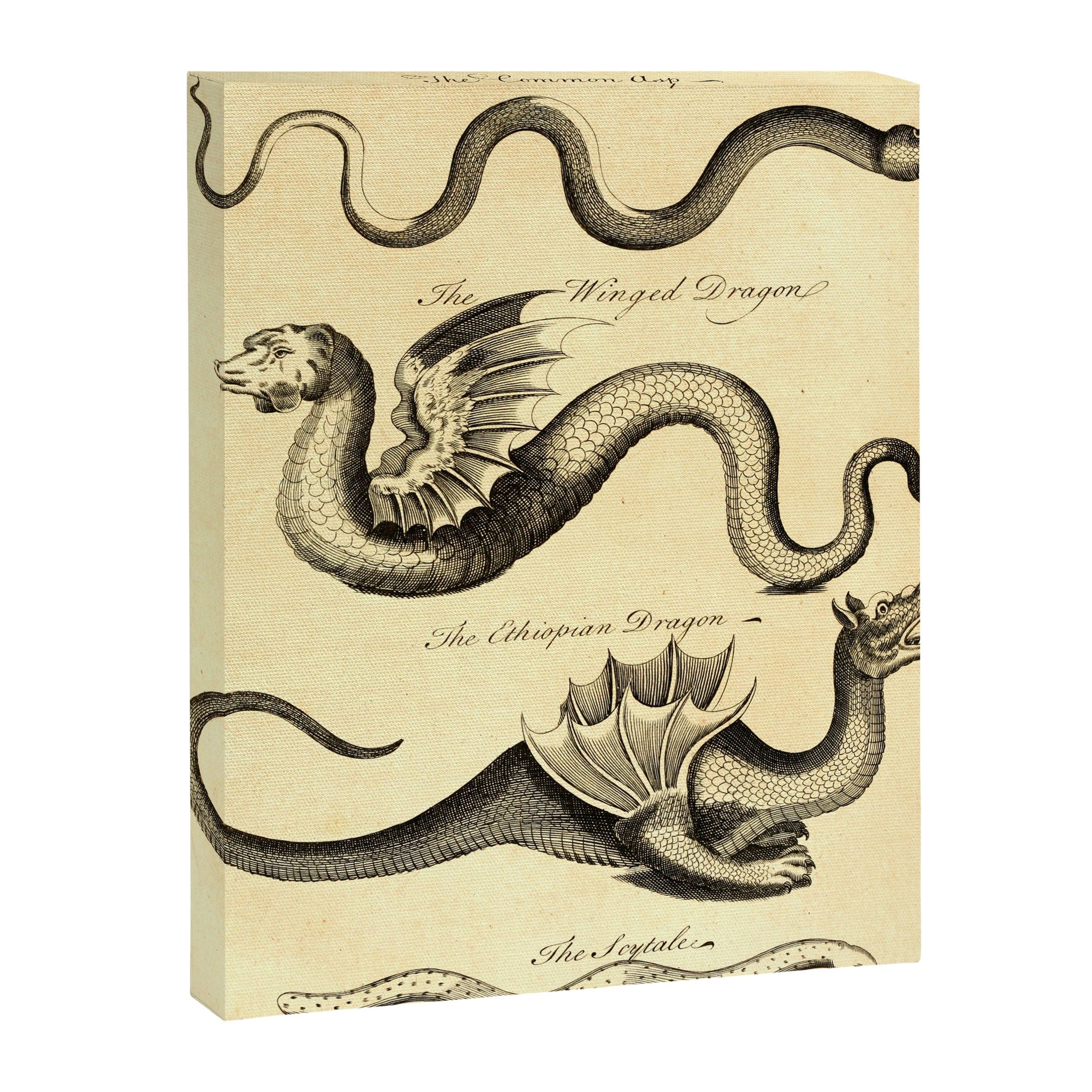 Art from "An Essay Toward a Natural History of Serpents" (1742) Canvas Print Gallery Image 6