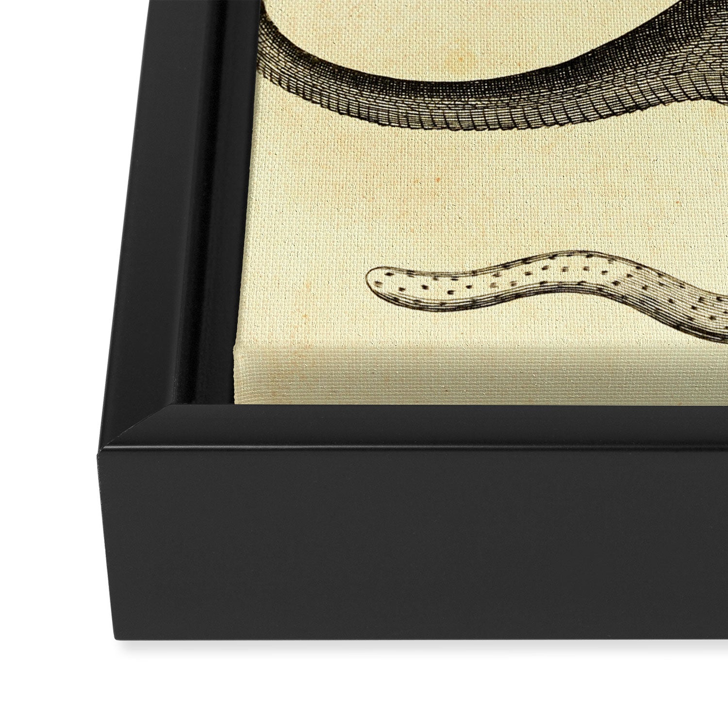 Art from "An Essay Toward a Natural History of Serpents" (1742) Framed Canvas Print Gallery Image 3