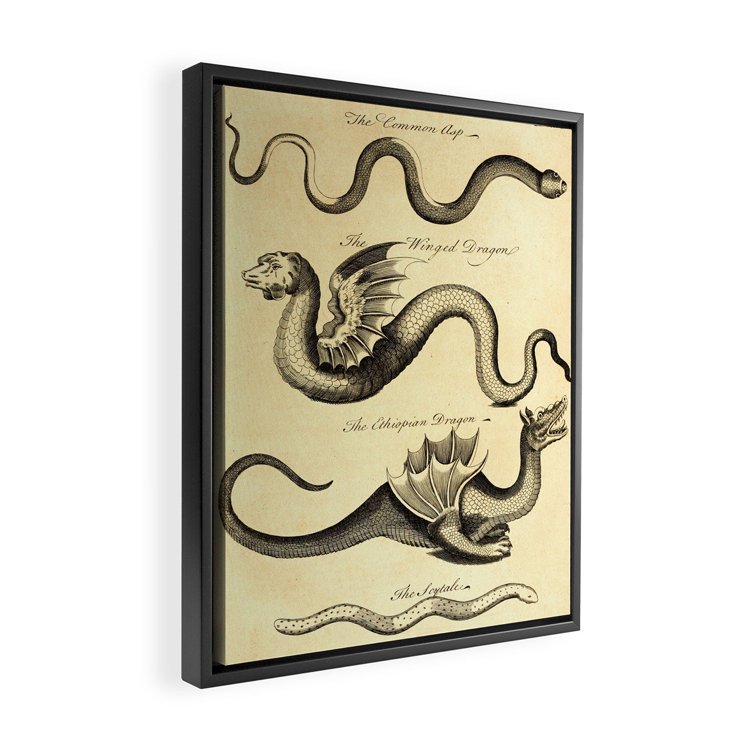 Art from "An Essay Toward a Natural History of Serpents" (1742) Framed Canvas Print Gallery Image 2