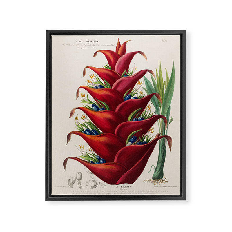 Art from "Flore dâAmÃ©rique" by Ãtienne Denisse, 1840s Framed Canvas Print Gallery Image 6
