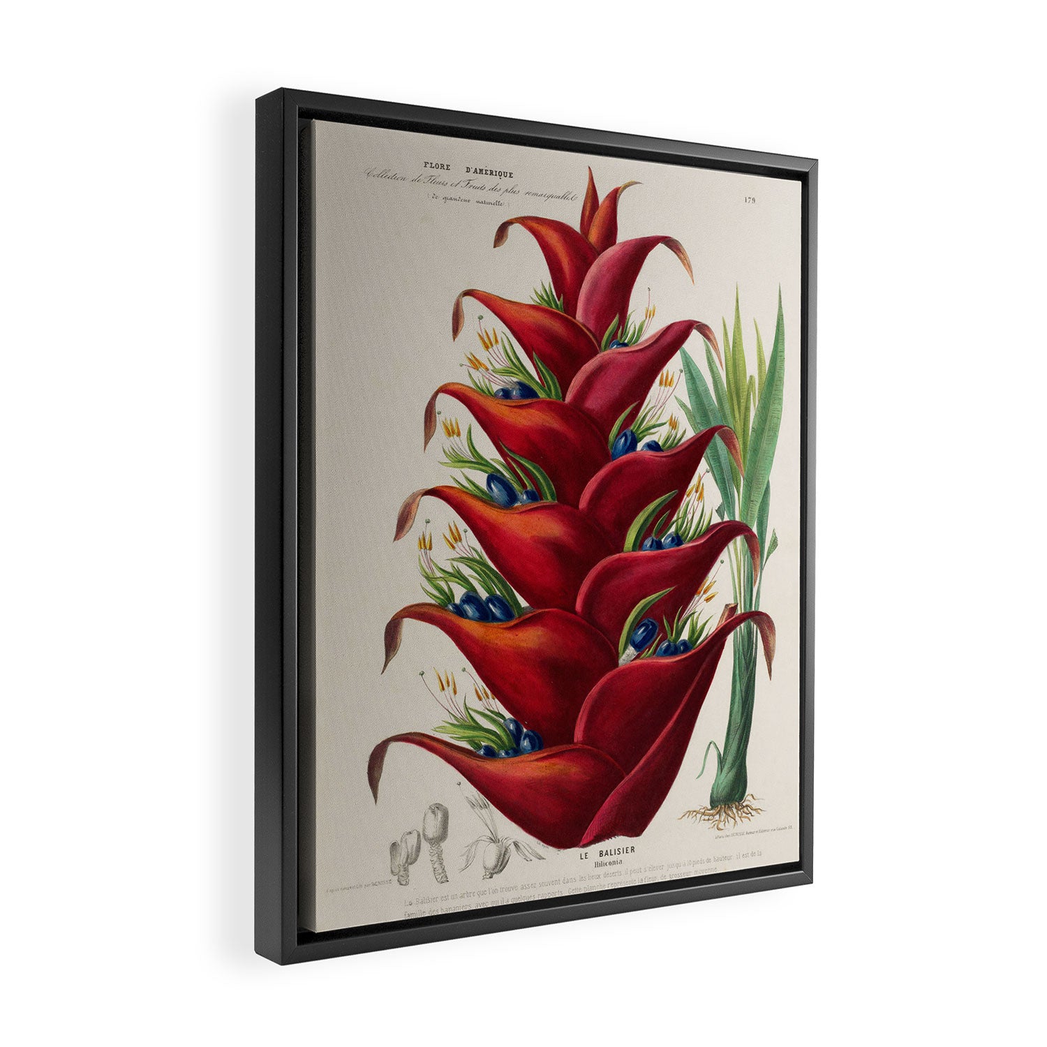 Art from "Flore dâAmÃ©rique" by Ãtienne Denisse, 1840s Framed Canvas Print Gallery Image 2
