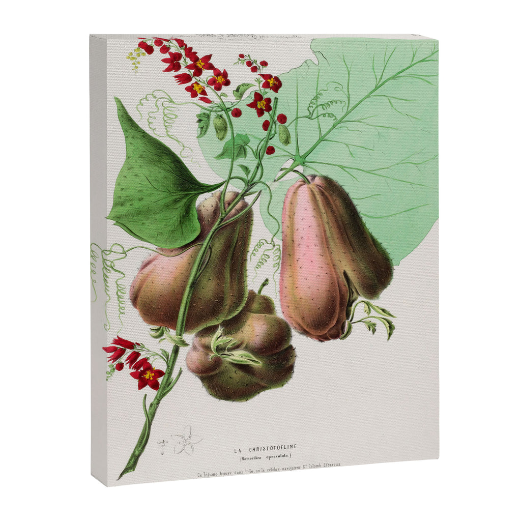 Art from "Flore dâAmÃ©rique" by Ãtienne Denisse, 1840s Canvas Print Gallery Image 6
