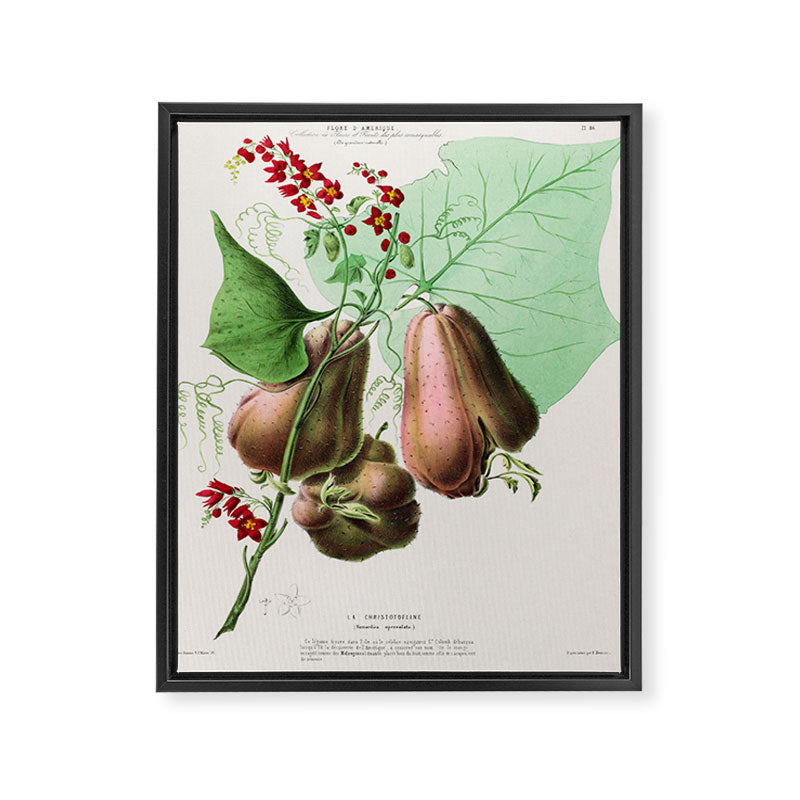 Art from "Flore dâAmÃ©rique" by Ãtienne Denisse, 1840s Framed Canvas Print Gallery Image 6