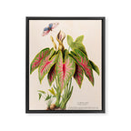 Art from "Flore dâAmÃ©rique" by Ãtienne Denisse, 1840s Framed Canvas Print Gallery Image 6