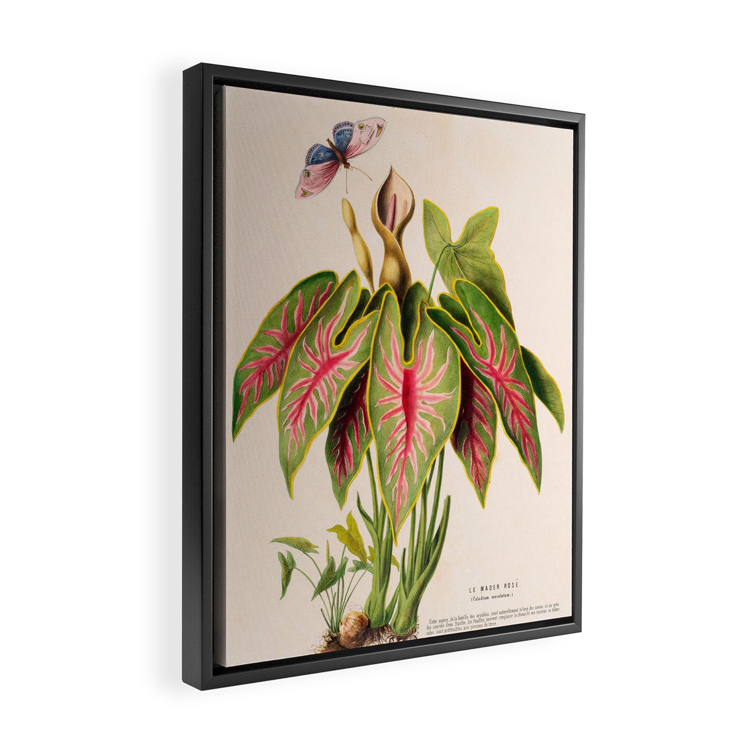 Art from "Flore dâAmÃ©rique" by Ãtienne Denisse, 1840s Framed Canvas Print Gallery Image 2