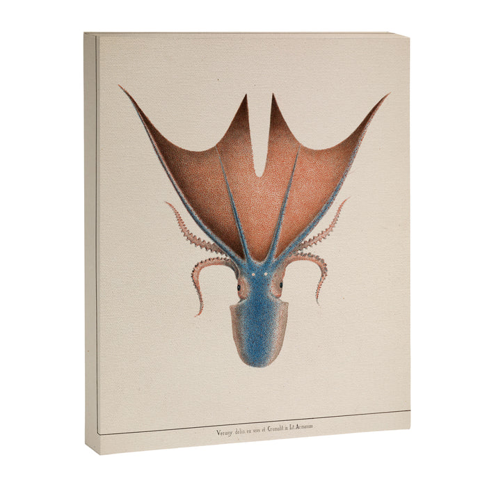Art from "Mollusques Méditeranéens" by Jean Baptiste Vérany, 1851 (Benefitting The Nature Conservancy) Canvas Print Gallery Image 1