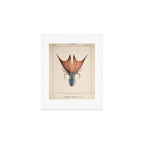 Art from "Mollusques Méditeranéens" by Jean Baptiste Vérany, 1851 (Benefitting The Nature Conservancy) Art Print Gallery Image 1