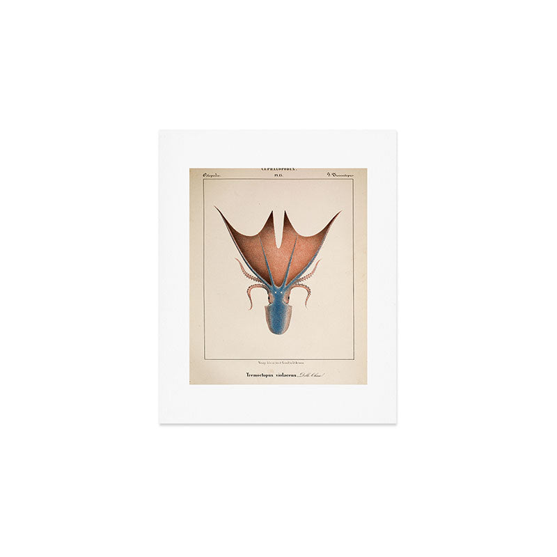 Art from "Mollusques Méditeranéens" by Jean Baptiste Vérany, 1851 (Benefitting The Nature Conservancy) Art Print Gallery Image 1