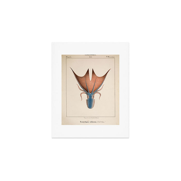 Art from "Mollusques Méditeranéens" by Jean Baptiste Vérany, 1851 (Benefitting The Nature Conservancy) Art Print Gallery Image 1