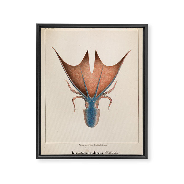 Art from "Mollusques Méditeranéens" by Jean Baptiste Vérany, 1851 (Benefitting The Nature Conservancy) Framed Canvas Print Gallery Image 1