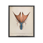 Art from "Mollusques Méditeranéens" by Jean Baptiste Vérany, 1851 (Benefitting The Nature Conservancy) Framed Canvas Print Gallery Image 6