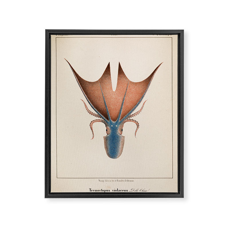 Art from "Mollusques Méditeranéens" by Jean Baptiste Vérany, 1851 (Benefitting The Nature Conservancy) Framed Canvas Print Gallery Image 6