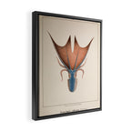 Art from "Mollusques Méditeranéens" by Jean Baptiste Vérany, 1851 (Benefitting The Nature Conservancy) Framed Canvas Print Gallery Image 2