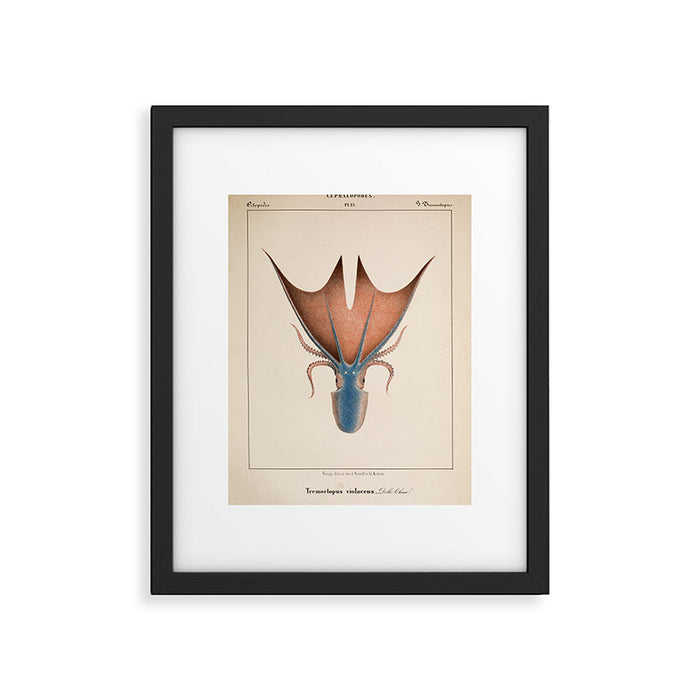 Art from "Mollusques Méditeranéens" by Jean Baptiste Vérany, 1851 (Benefitting The Nature Conservancy) Framed Art Print Gallery Image 1