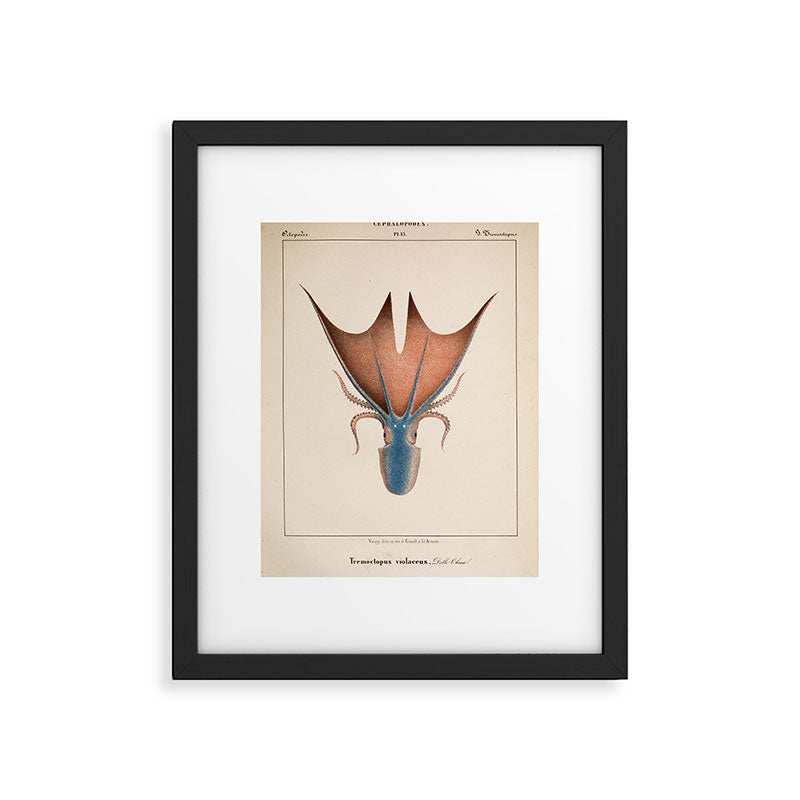 Art from "Mollusques Méditeranéens" by Jean Baptiste Vérany, 1851 (Benefitting The Nature Conservancy) Framed Art Print Gallery Image 5