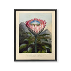 Artichoke Protea from "The Temple of Flora," 1812 (benefitting The Nature Conservancy) Framed Canvas Print Gallery Image 6