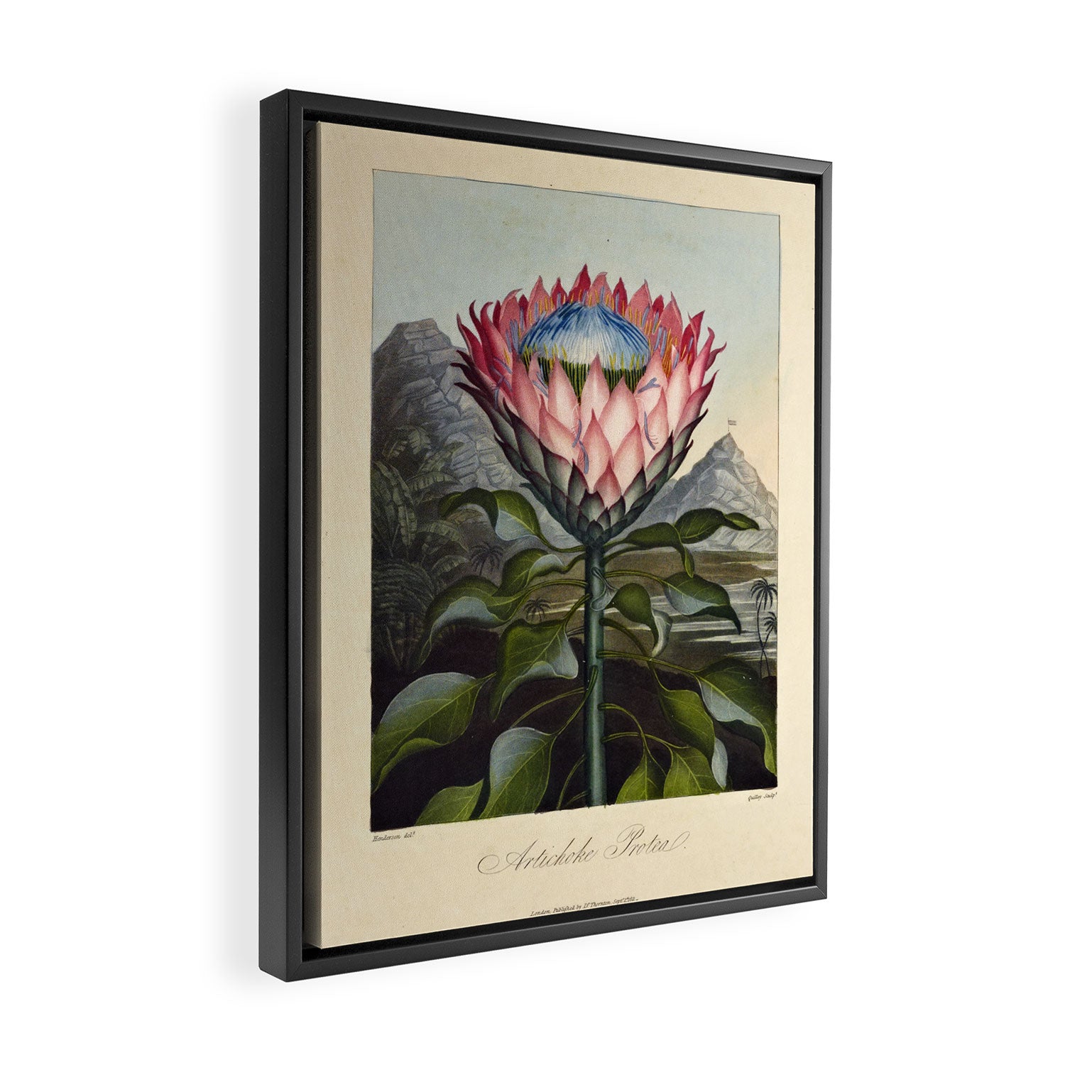 Artichoke Protea from "The Temple of Flora," 1812 (benefitting The Nature Conservancy) Framed Canvas Print Gallery Image 2