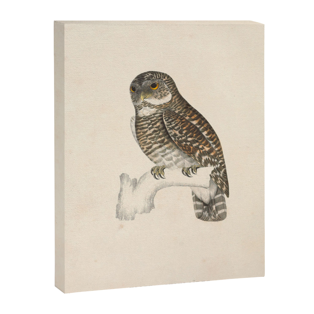 Asian barred owlet by Elizabeth Gould from "A Century of Birds from the Himalaya Mountains," 1831 Canvas Print Gallery Image 6