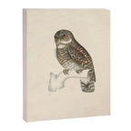 Asian barred owlet by Elizabeth Gould from "A Century of Birds from the Himalaya Mountains," 1831 Canvas Print Gallery Image 6