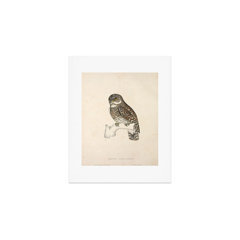 Asian barred owlet by Elizabeth Gould from "A Century of Birds from the Himalaya Mountains," 1831 Art Print Gallery Image 1