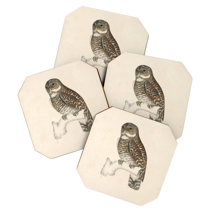 Asian barred owlet by Elizabeth Gould from "A Century of Birds from the Himalaya Mountains," 1831 Coaster Gallery Image 1