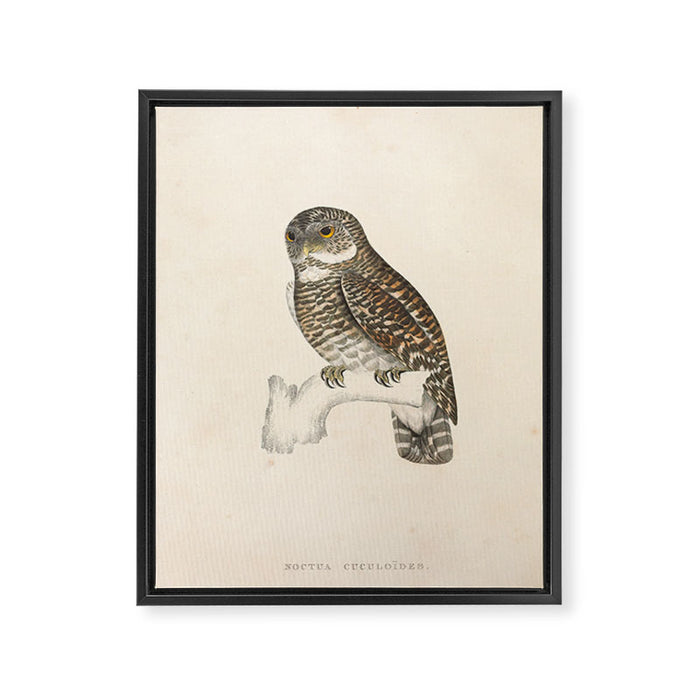 Asian barred owlet by Elizabeth Gould from "A Century of Birds from the Himalaya Mountains," 1831 Framed Canvas Print Gallery Image 1