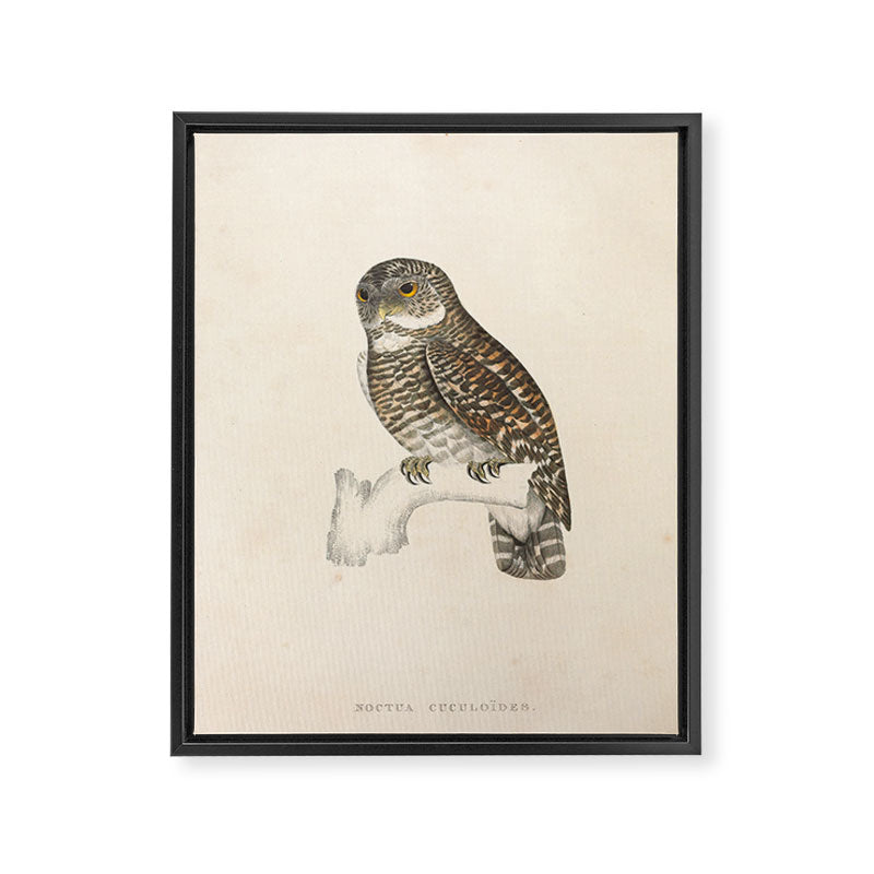 Asian barred owlet by Elizabeth Gould from "A Century of Birds from the Himalaya Mountains," 1831 Framed Canvas Print Gallery Image 6