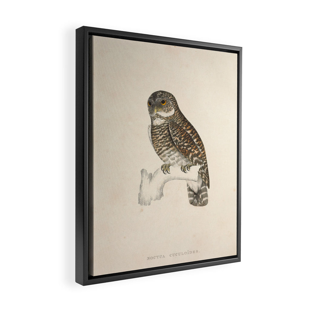Asian barred owlet by Elizabeth Gould from "A Century of Birds from the Himalaya Mountains," 1831 Framed Canvas Print Gallery Image 2