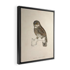 Asian barred owlet by Elizabeth Gould from "A Century of Birds from the Himalaya Mountains," 1831 Framed Canvas Print Gallery Image 2