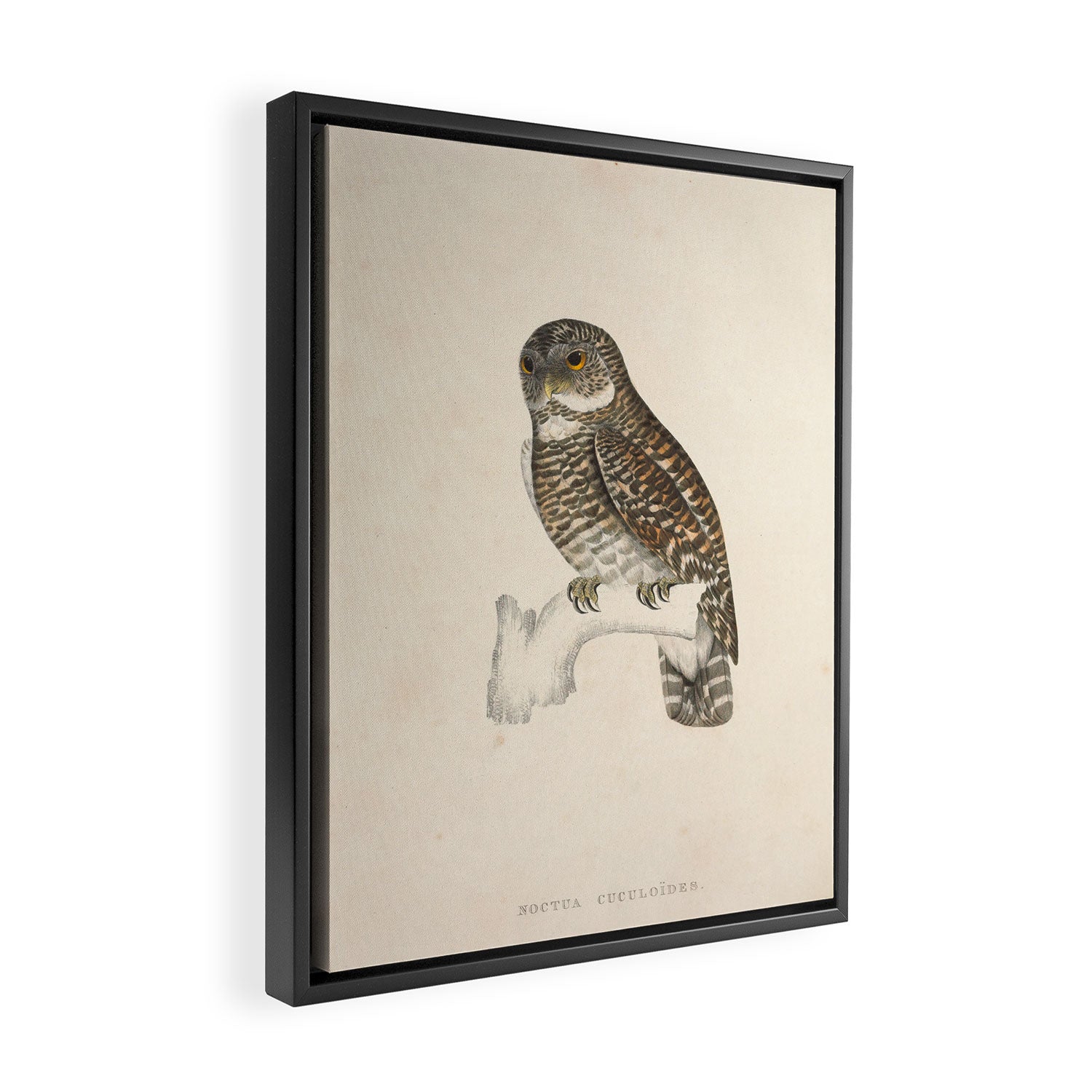 Asian barred owlet by Elizabeth Gould from "A Century of Birds from the Himalaya Mountains," 1831 Framed Canvas Print Gallery Image 2