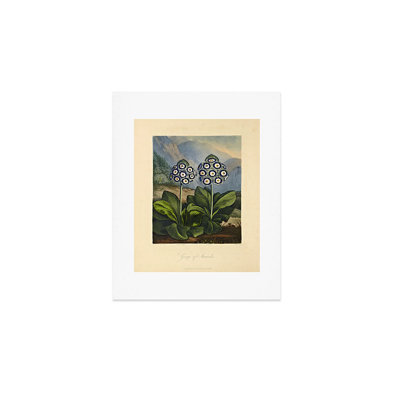 Auriculas from "The Temple of Flora," 1812 (benefitting The Nature Conservancy) Art Print Gallery Image 1