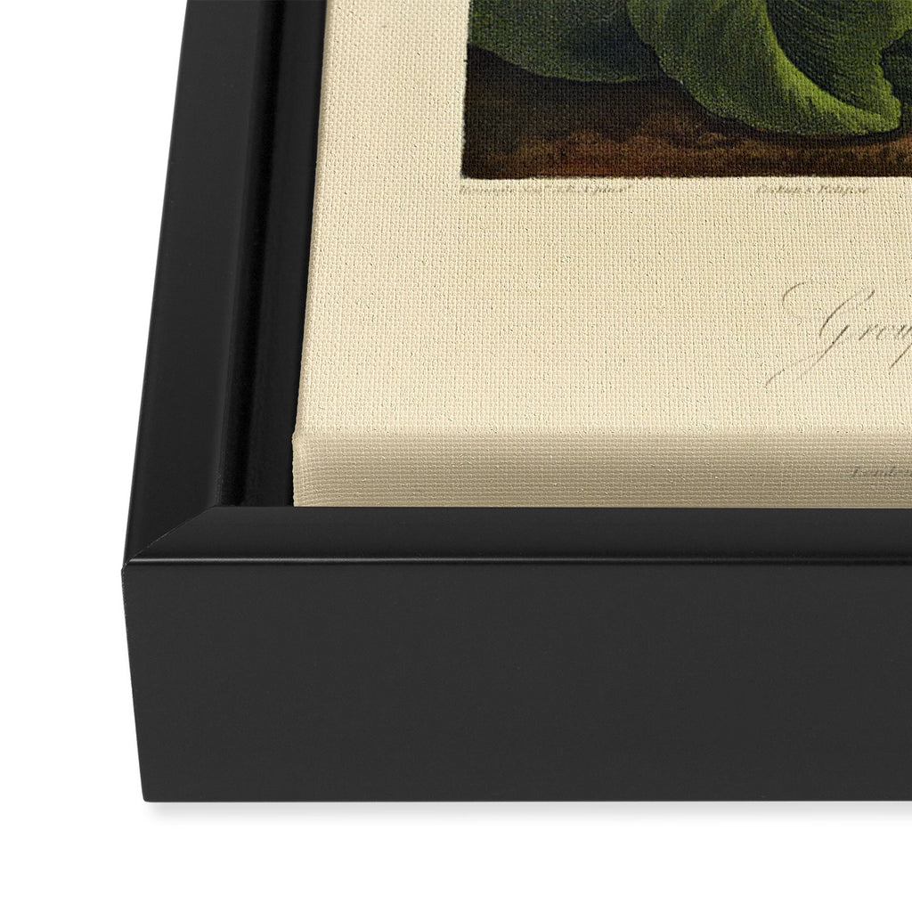 Auriculas from "The Temple of Flora," 1812 (benefitting The Nature Conservancy) Framed Canvas Print Gallery Image 3
