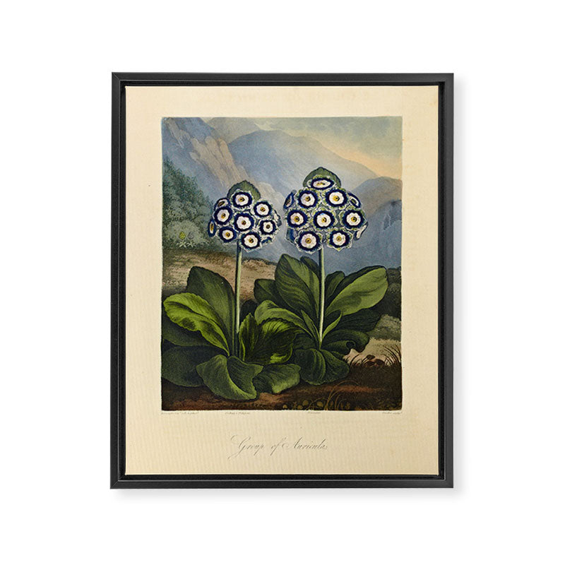 Auriculas from "The Temple of Flora," 1812 (benefitting The Nature Conservancy) Framed Canvas Print Gallery Image 6