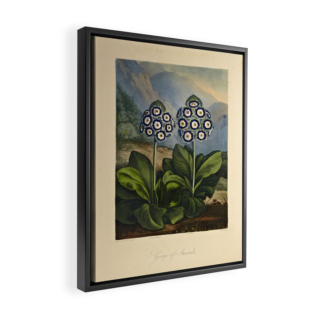 Auriculas from "The Temple of Flora," 1812 (benefitting The Nature Conservancy) Framed Canvas Print Gallery Image 2