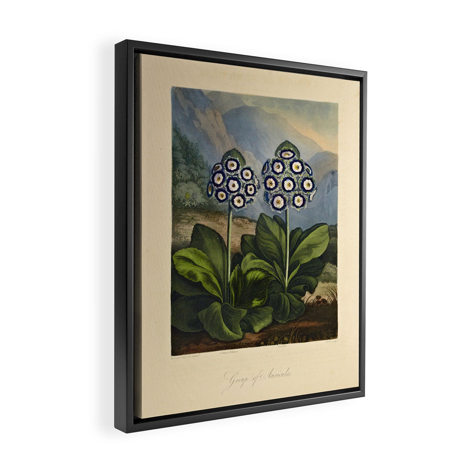 Auriculas from "The Temple of Flora," 1812 (benefitting The Nature Conservancy) Framed Canvas Print Gallery Image 2